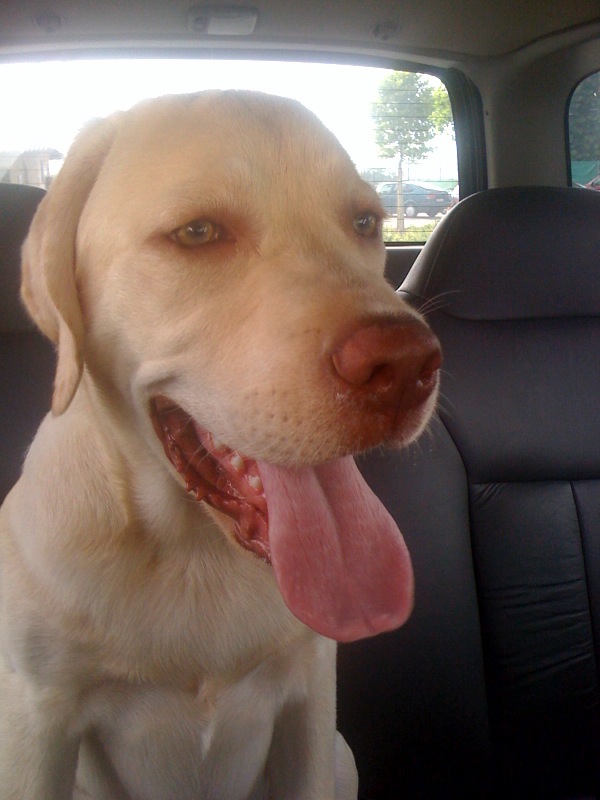 a picture of Béni taken from my iPhone earlier this week